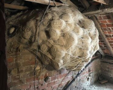 Man Thinks He Found “Hornets” Nest In Attic – Turns Pale When He Realizes What’s Inside