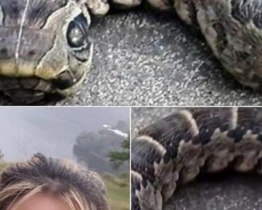 A woman came across this MONSTER in the back garden and thought it was a two-headed snake. When she realized what it was, she ran into the house, screaming in fear: – Check the comments 👇👇👇