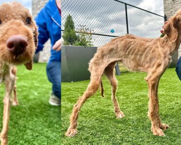 Neglected dog arrived at shelter nearly starved to death — now he’s living his best life