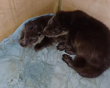 Man Discovers Two Baby Otters Abandoned in a Box on the Side of the Road