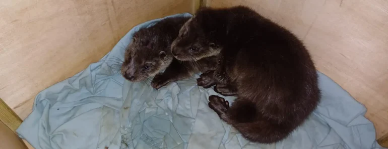 Man Discovers Two Baby Otters Abandoned in a Box on the Side of the Road