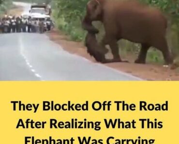 They blocked off the road after realizing what this elephant was carrying…